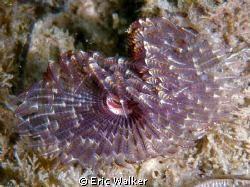 A Feather Duster by Eric Walker 